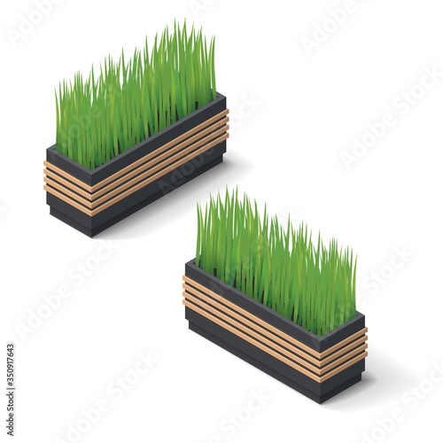 Vector isometric indoor, office and house plant in modern pot. 3d fresh grass decoration element.