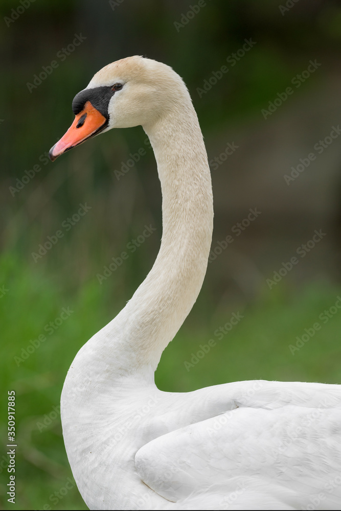 Adult female mute swan (pen) close up profile portrait against green background Adult female mute swan (pen) close up profile portrait against green background