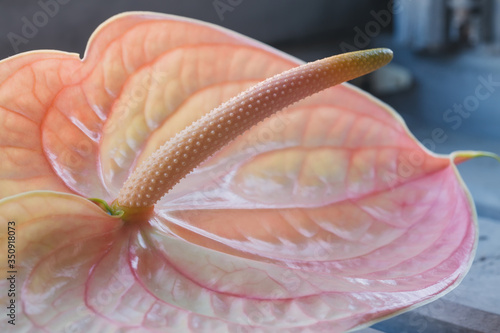 Extreme close-up pink delicate Anthurium details.