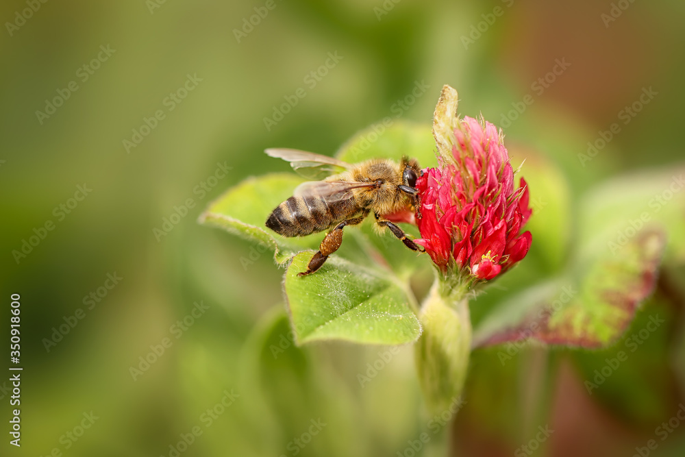 Detailed close-up photograph of busy bee pollinating red clover. Wildlife and agriculture shot. Vibrant red color complemented with green from leaves. Clover fields are full of bees these days. Detailed close-up photograph of busy bee pollinating red clover. Wildlife and agriculture shot. Vibrant red color complemented with green from leaves. Clover fields are full of bees these days.