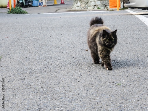 Fototapeta Cat Walking On Street