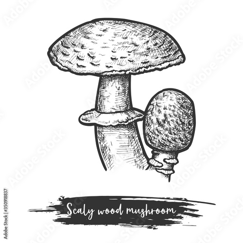 Scaly or blushing wood mushroom sketching vector