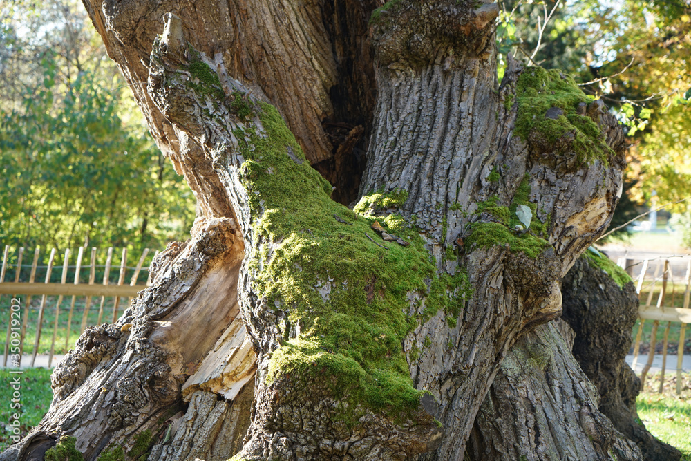 Very old hollowed out tree that still hasn't died photographed in spring Very old hollowed out tree that still hasn't died photographed in spring