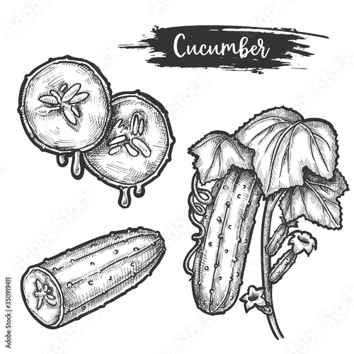 Sketch of cucumber with leaves. Sliced plant