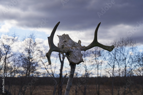 A moose skull on a pole, warning intruders. Pagan symbol © Vitalii Makarov