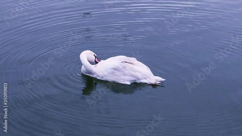 A white swan swims in the water of a pond and cleans its feathers, close-up.