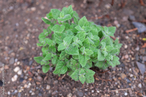 Calamintha nepeta (Marvelette Blue), outdoor plants 2020 photo