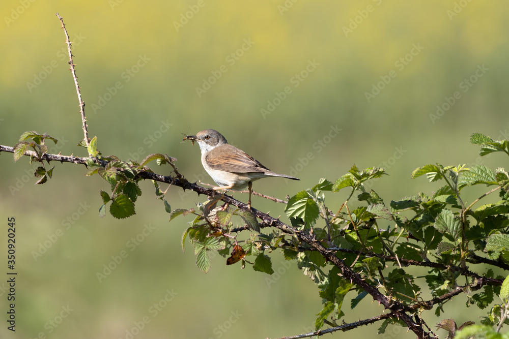 Common Whitethroat (Sylvia communis) hunting for food