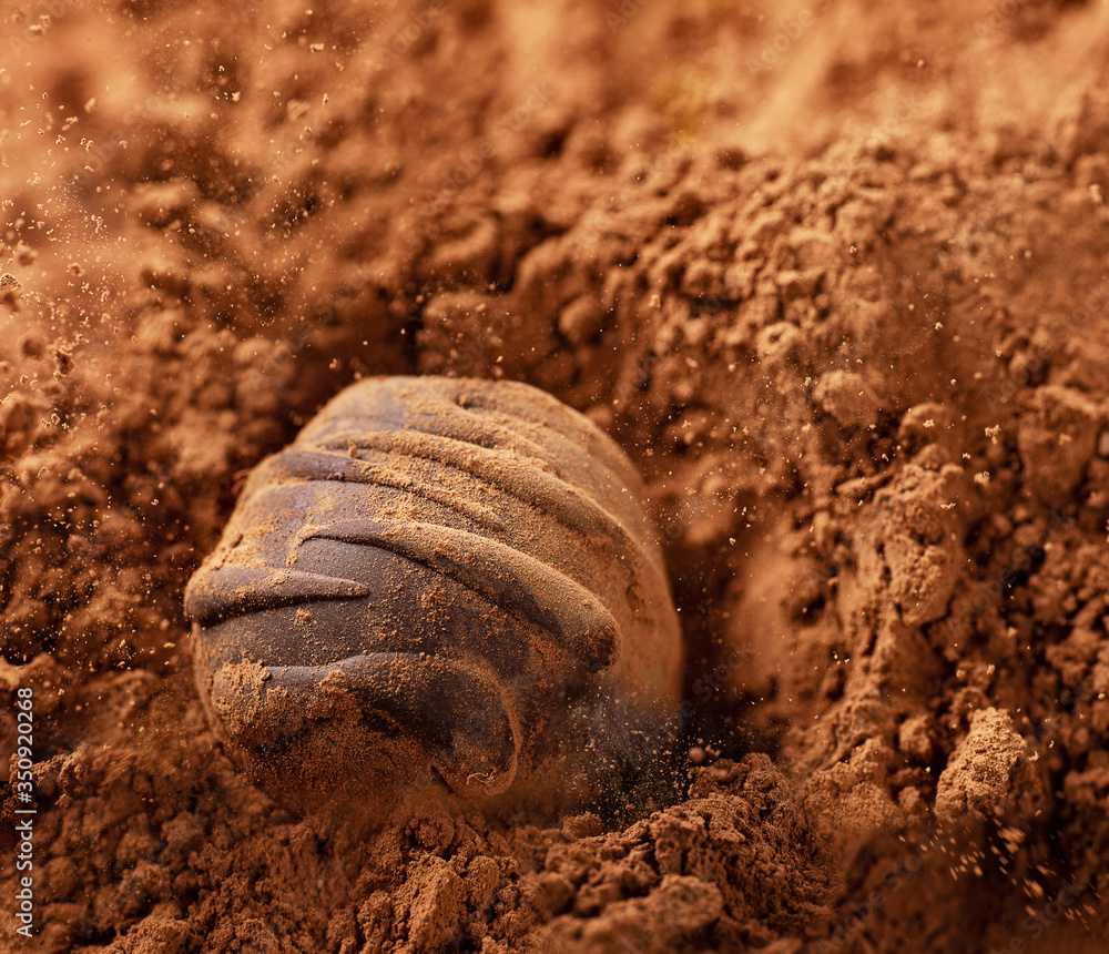 Chocolate candy without sugar is falling into cocoa. Raw vegan chocolate candy. Lactose free