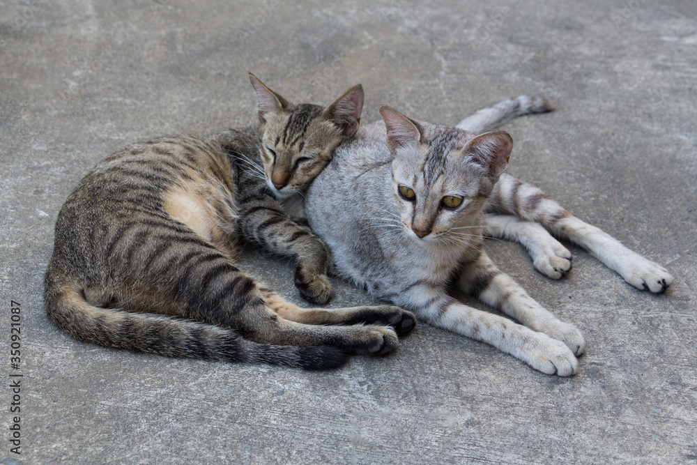Two homeless relaxing city cats on a street Two homeless relaxing city cats on a street