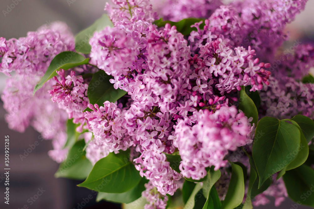 Panoramic view of a purple lilac branch. Lilac flowers and leaves. Clusters of small flowers. Postcard. Cover. Panoramic view of a purple lilac branch. Lilac flowers and leaves. Clusters of small flowers. Postcard. Cover.