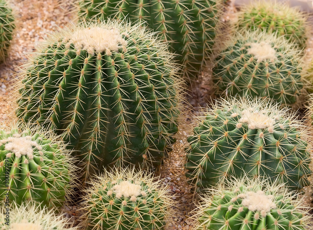 Cactus on the rocks in the botanic garden Cactus on the rocks in the botanic garden
