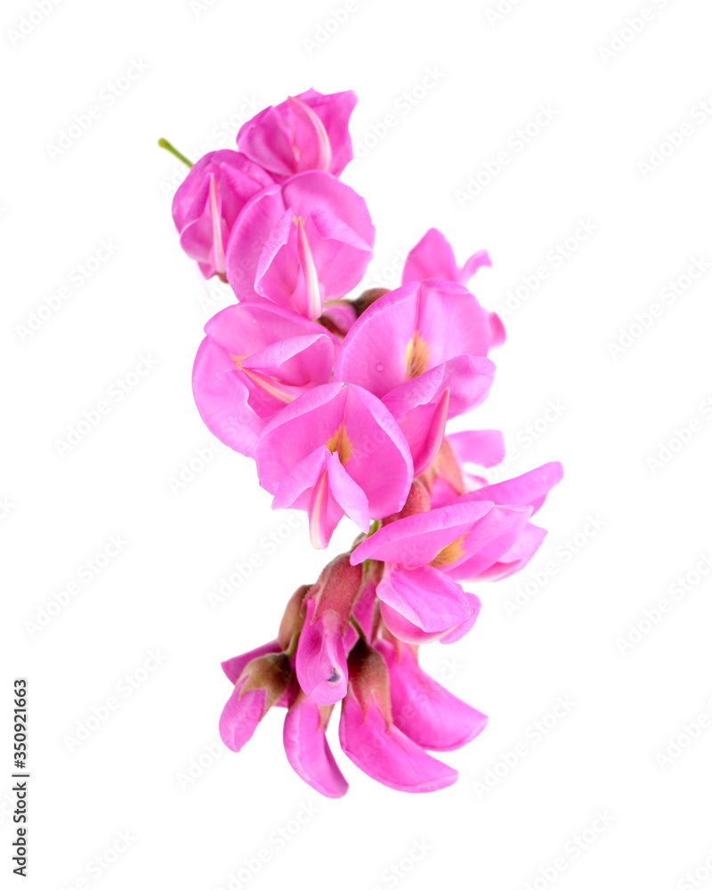 Rose acacia isolated on white background Rose acacia isolated on white background