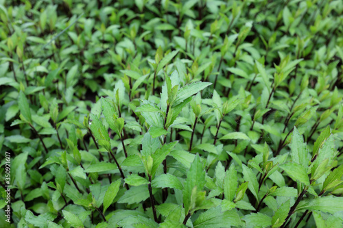 Phlox paniculata (Uralskije Skazy), outdoor plants 2020
