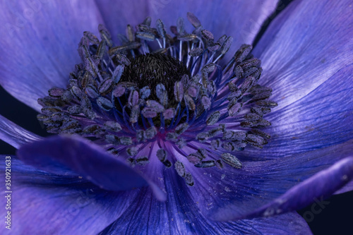 close up of anemone flower 