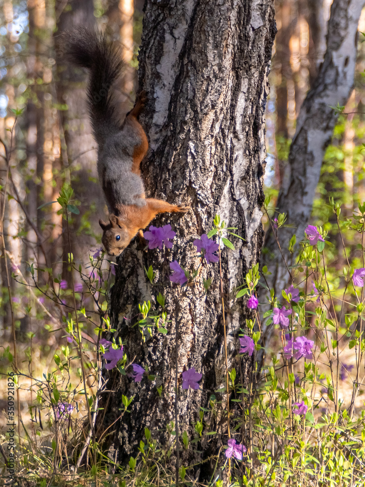 Fototapeta premium squirrel sits on a birch and sniffs flowers