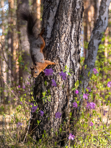 squirrel sits on a birch and sniffs flowers © tilpich
