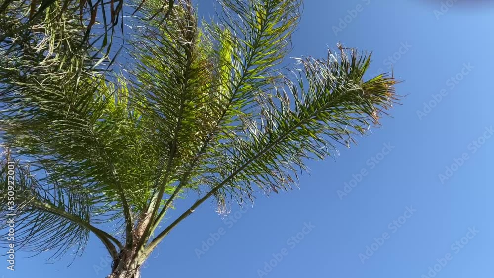 palm tree branches against blue sky palm tree branches against blue sky