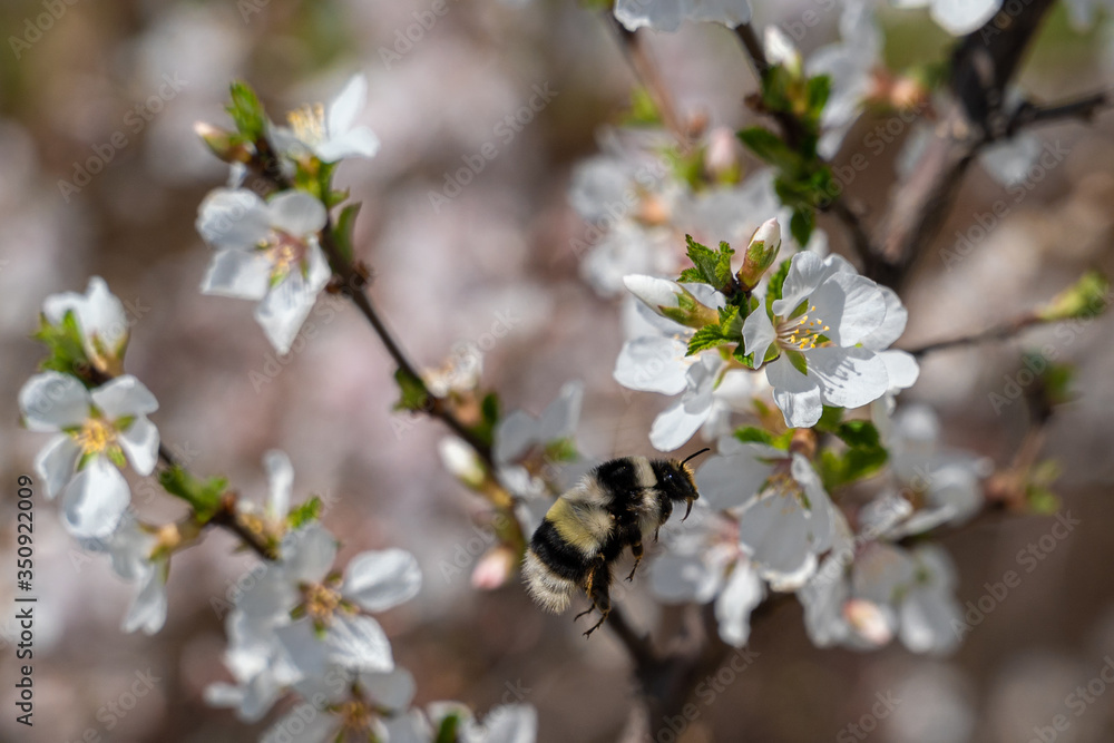 Bumblebee flies on a background of blooming cherry