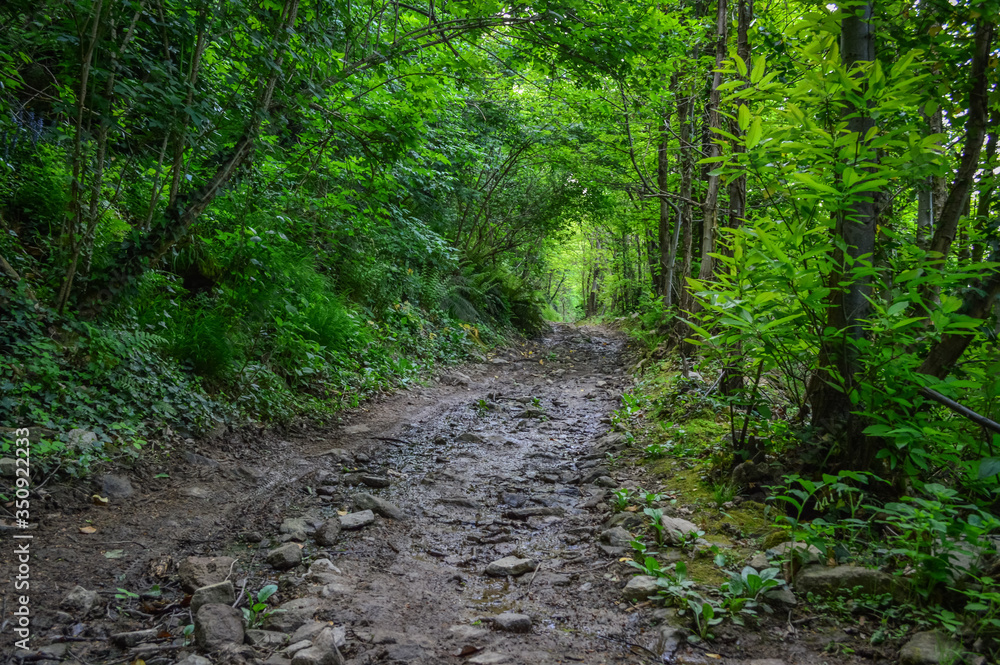 Footpath in the forest of lush trees on the Euganean Hills, near Este, Padova, Italy.