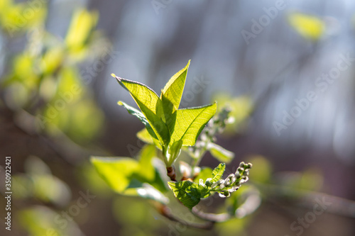 Young spring leaf in the sunshine