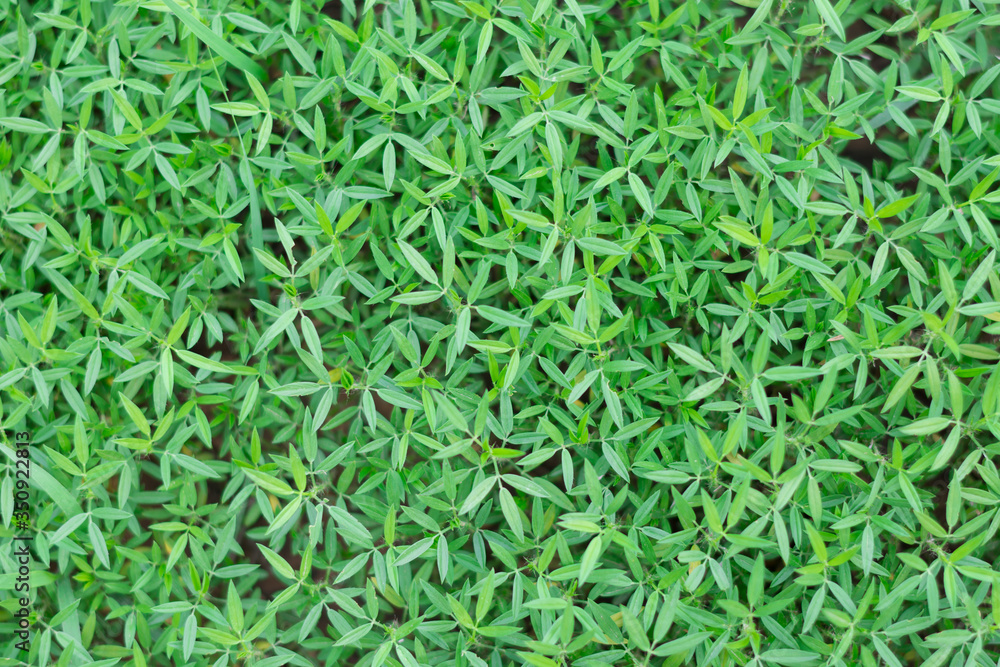 green grass background green grass background