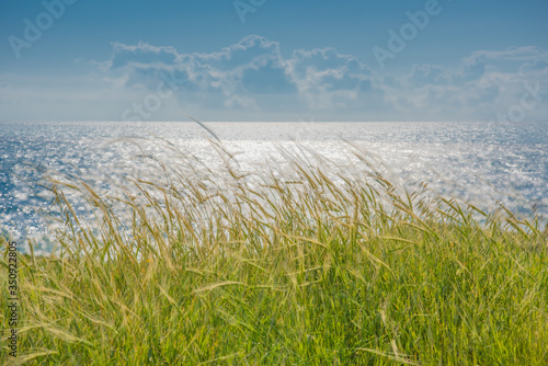 grass on the beach