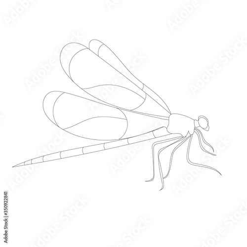  isolated, outline dragonfly, insect on a white background