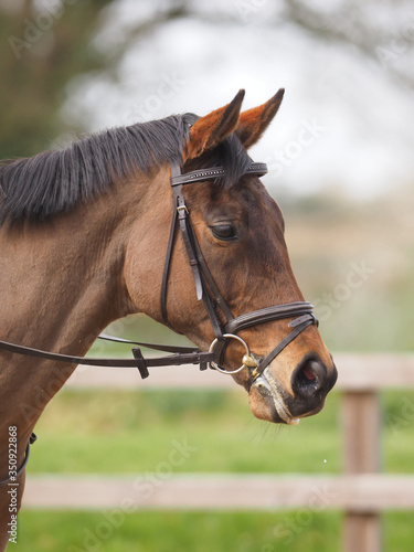 Horse Headshot