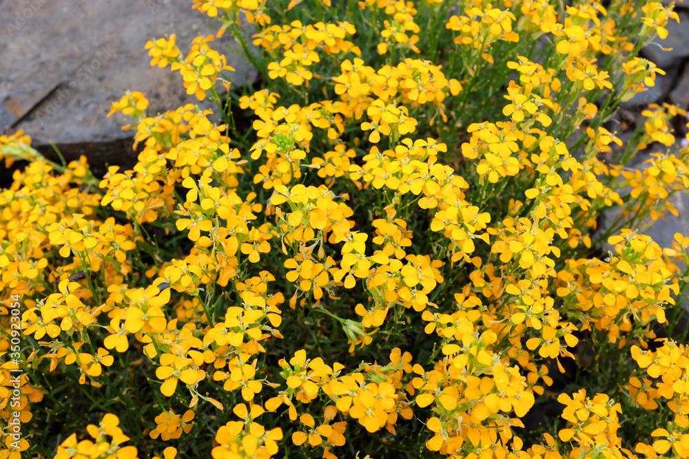 Obraz premium Erysimum pulchellum (Altgold), outdoor plants 2020