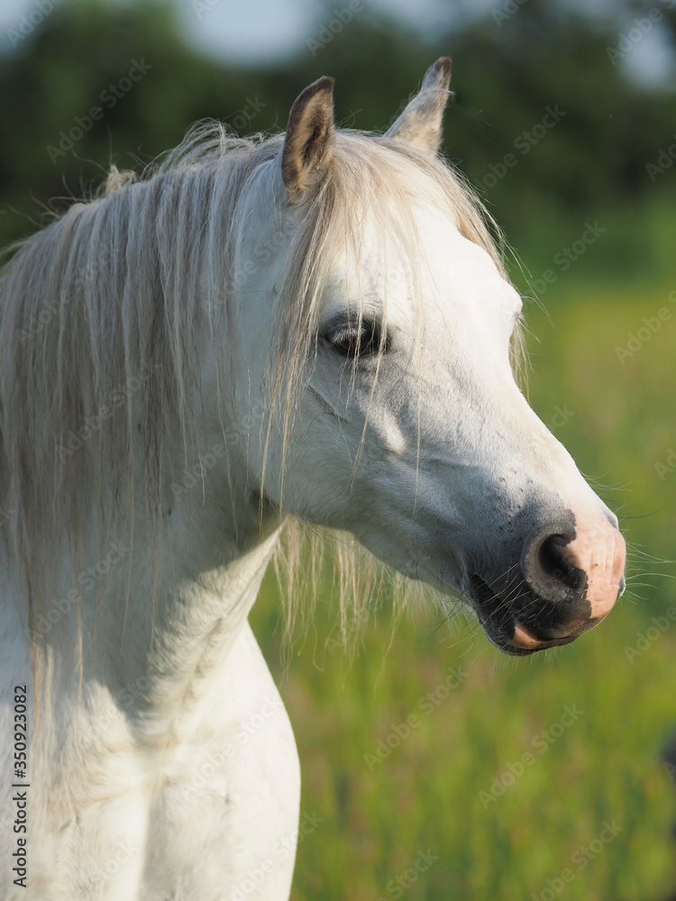 Obraz premium Gray Pony Headshot