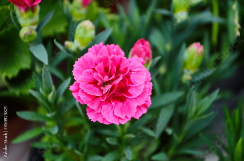 Beautiful pink carnation flower Dianthus caryophyllus, Chabaud. Floral background.