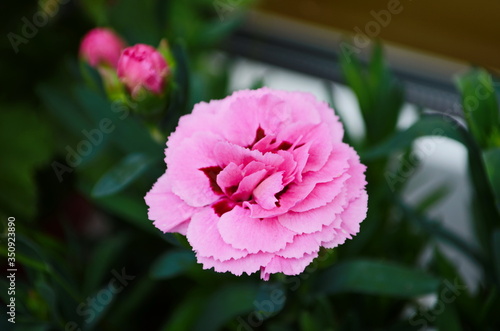 Beautiful pink carnation flower Dianthus caryophyllus  Chabaud. Floral background.