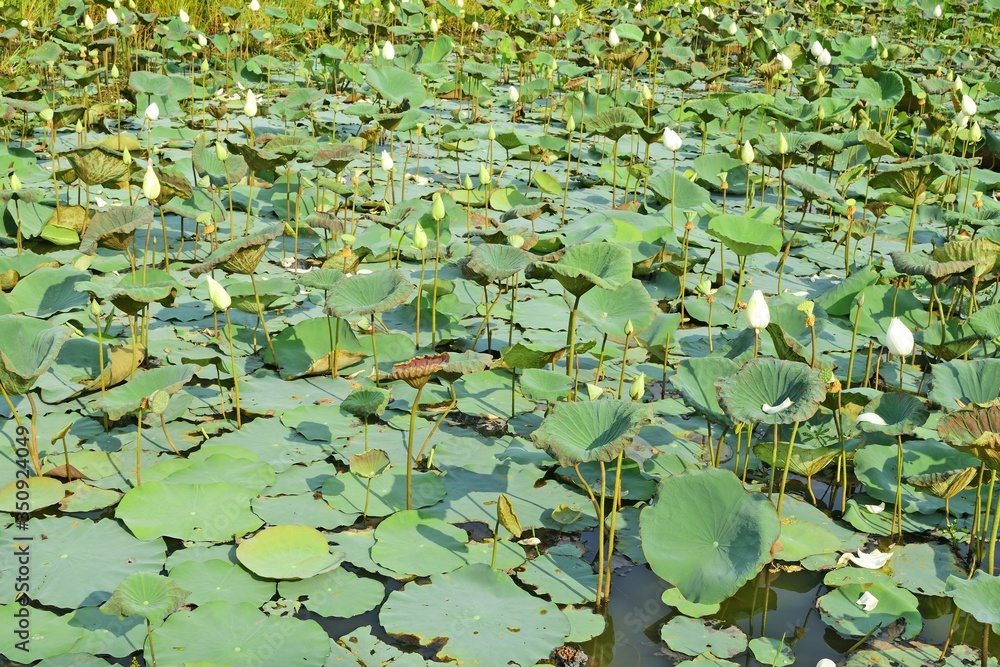 White Lotus in the pool,Photography for Background White Lotus in the pool,Photography for Background