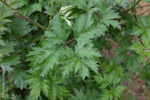 Photos Rubus laciniatus (Rosaceae), outdoor plants 2020