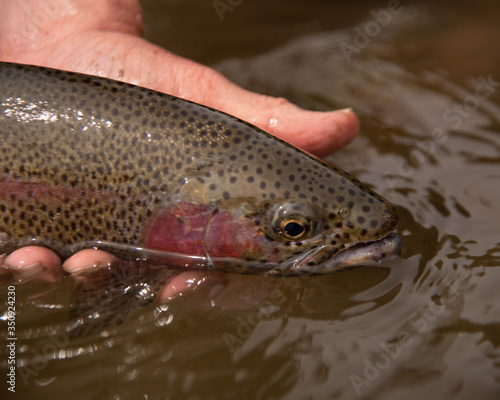 A close up of a  Rainbow trout caught on a wild western stream by a fly fisherman.