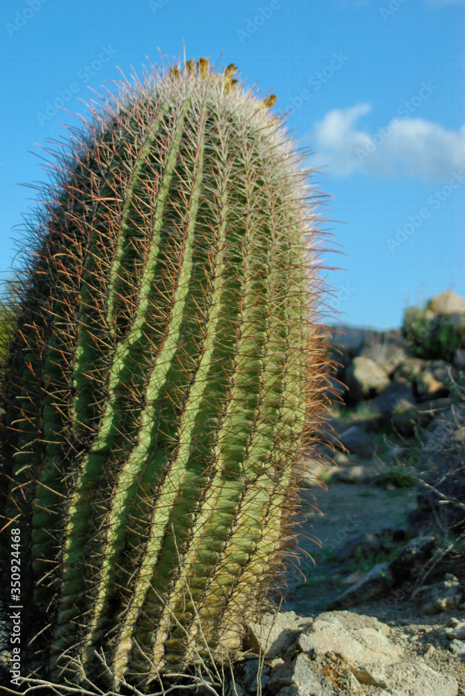 Barrel cactus, Saguaro National Park, Arizona Barrel cactus, Saguaro National Park, Arizona