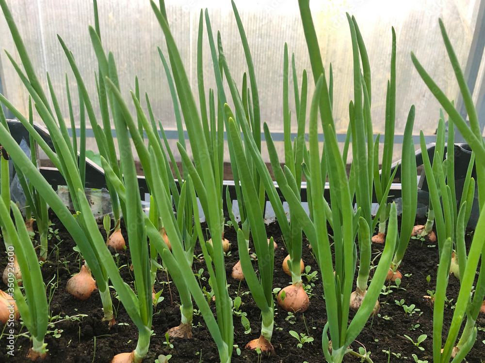 Fototapeta premium Onions are grown on the soil in areas. Fresh green onions