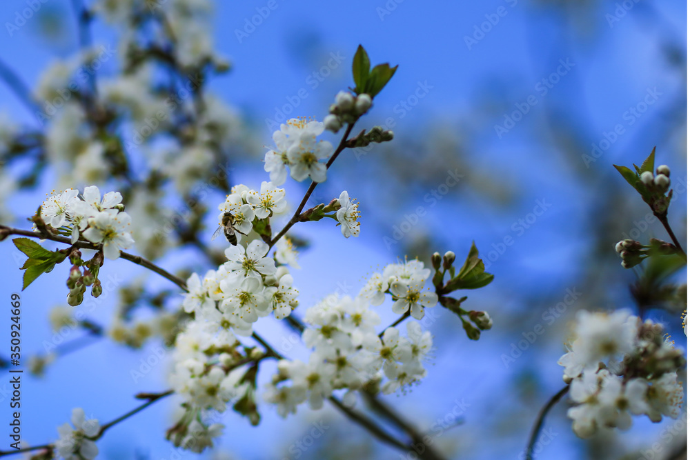 Branch of the blooming tree