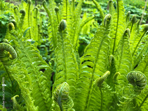 Young green shoots of ferns (Polypodiophyta). Forest glade. Plants in nature. Spring season. New life. Green curls. Close up. Blurred background