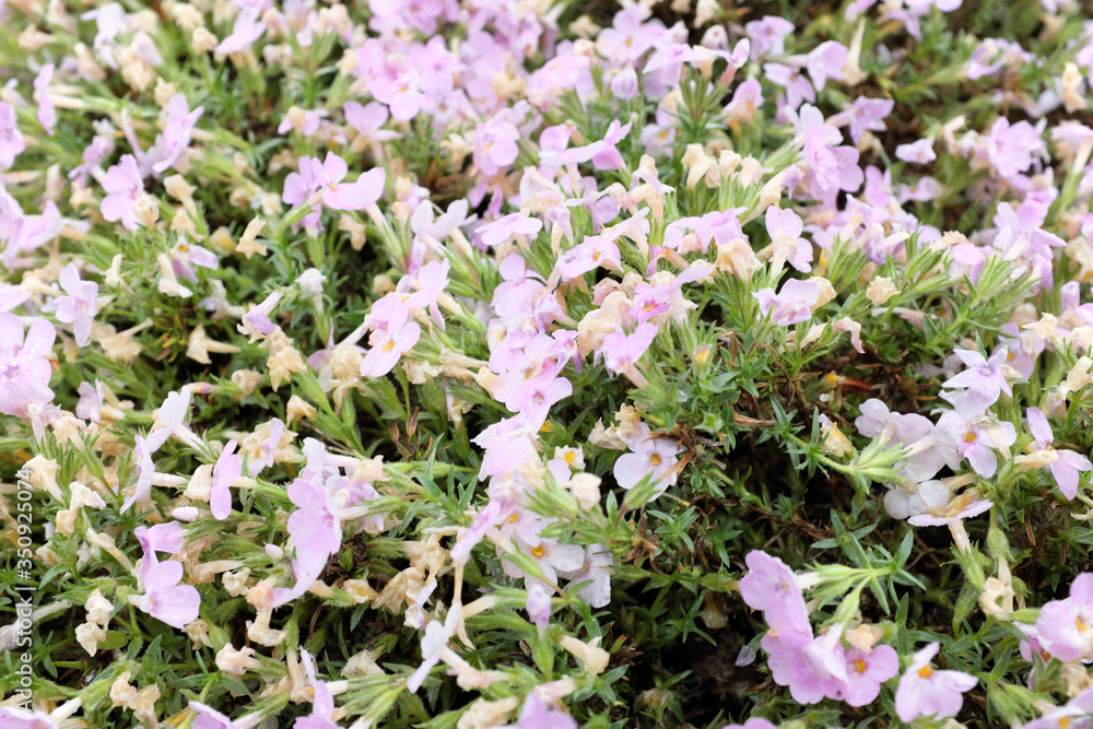 Phlox hybr. (Polemoniaceae), outdoor plants 2020