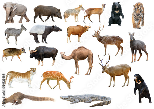 collection of asia animal isolated