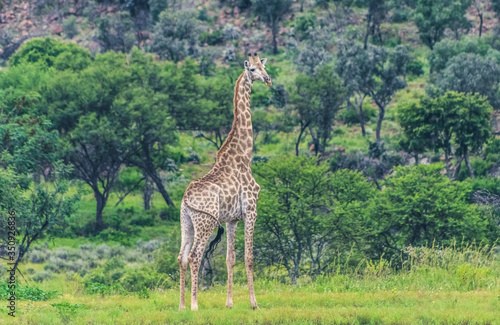 Canvas Print A single giraffe in the wild in a South African game reserve, with natural bush