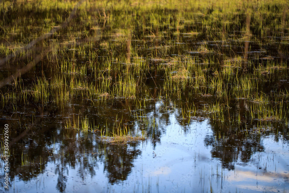 close-up swampy pond with sprouted green grass, with reflection of blue sky
close-up swampy pond with sprouted green grass, with reflection of blue sky