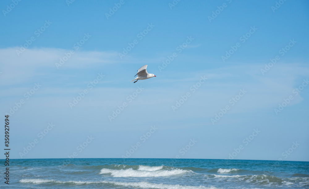 Seagull in the sky. Mediterranean sea, Spain Seagull in the sky. Mediterranean sea, Spain