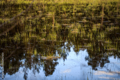 close-up swampy pond with sprouted green grass, with reflection of blue sky
