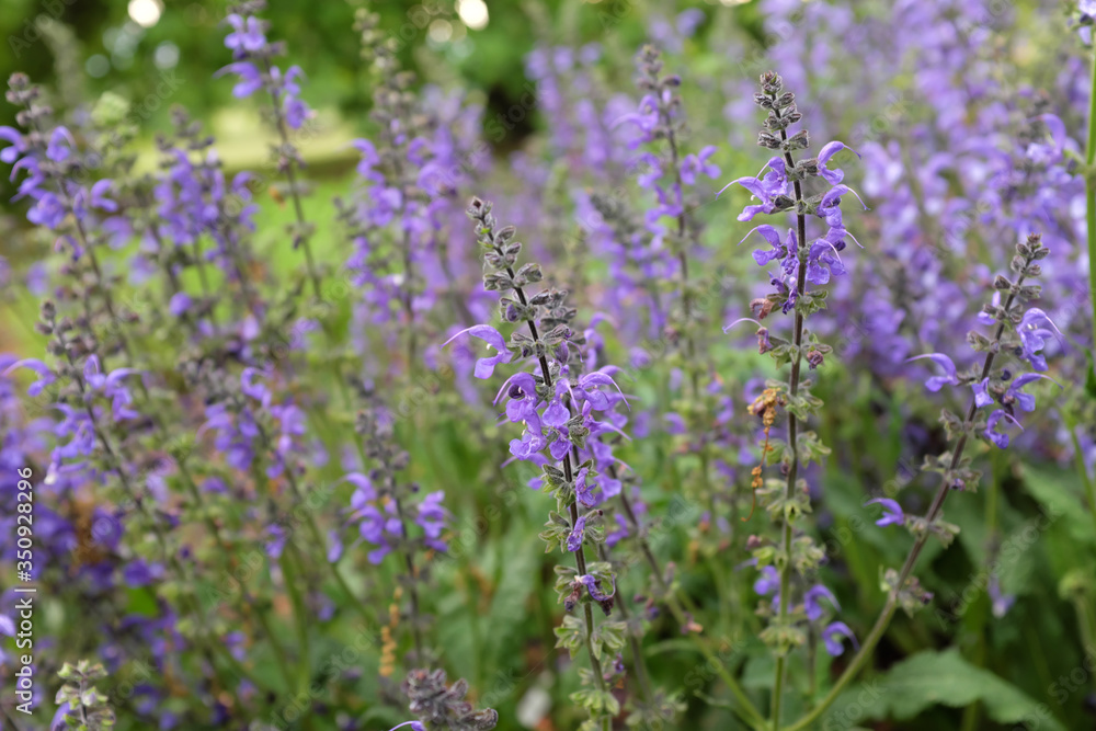 Salvia nemorosa (Lamiaceae), outdoor plants 2020 Salvia nemorosa (Lamiaceae), outdoor plants 2020