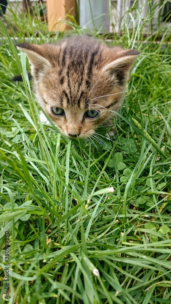 Small happy kitty in the grass. 