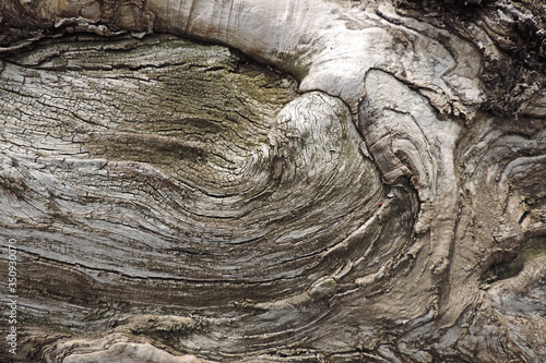    the surface is rough wrinkled tree trunk