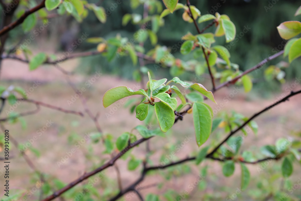 Pseudocydonia sinensis, outdoor plants 2020 Pseudocydonia sinensis, outdoor plants 2020